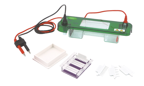 Electroforesis en gel de Agarosa y la Purificación de proteínas
